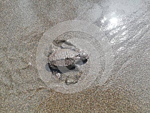 Baby tourtle on the beach. Costa Rica eco tourism. photo