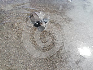 Baby tourtle on the beach. Costa Rica eco tourism. photo