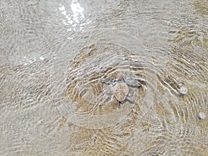 Baby tourtle on the beach. Costa Rica eco tourism. photo