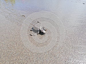 Baby tourtle on the beach. Costa Rica eco tourism. photo