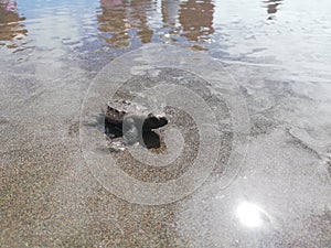 Baby tourtle on the beach. Costa Rica eco tourism. photo