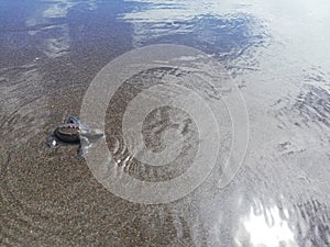 Baby tourtle on the beach. Costa Rica eco tourism. photo