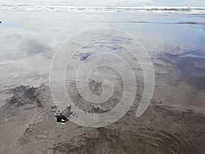 Baby tourtle. beach. Costa Rica. Landscape