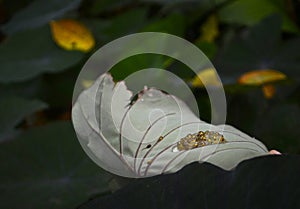 Baby tree frogs hatching