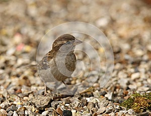 Baby Tree Sparrow