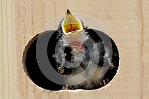 Baby Tree Swallow Begging For Food