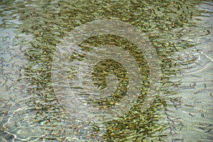 Baby Trout Swimming In Tank at Jones Hole Fish Hatchery in Utah