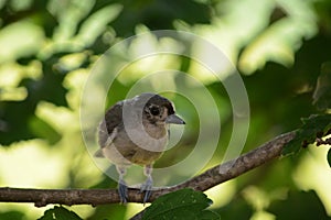 Baby tufted titmouse