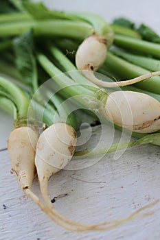Baby turnips on wooden background