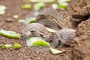 Baby Turtle