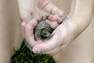 Un bambino tartaruga 