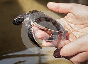 Baby turtle