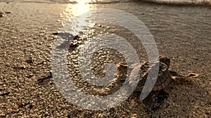 Baby Turtle on the Beach at Sunrise