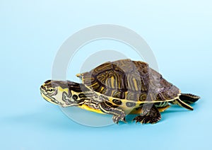 Baby turtle on blue