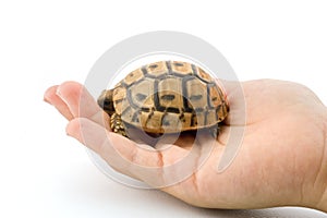 Baby turtle in a child hand