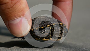 Baby turtle on city asphalt. Man finger touch the shell of turtle
