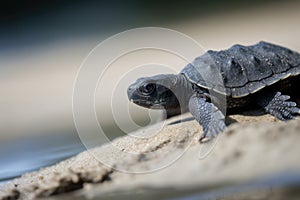 baby turtle climbing up the sandy beach, ready to find its way