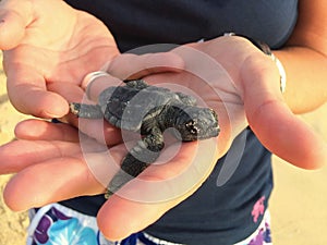 Baby turtle cub cabo verde photo