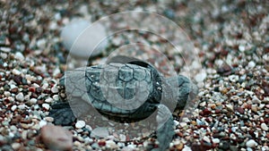 Baby turtle hatched from egg. Newborn turtle crawling on sand and seeking sea