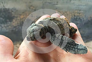 Baby turtle hatched from egg. Small sea turtle born in sanctuary.