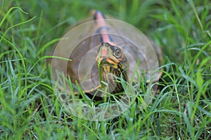 A baby turtle hiding in the grass