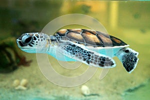 Baby turtle keep in the breeding aquarium.