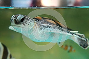 Baby turtle keep in the breeding aquarium.