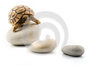 Baby turtle on pebbles