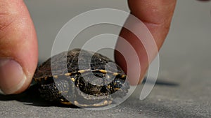 Baby turtle posing on asphalt. Man finger touch the shell of turtle and turn for best angle