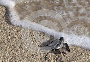 Baby Turtle Reaching the Water