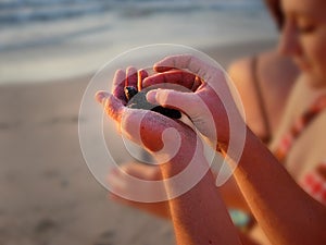 Baby Turtle Release Puerto Vallarta Mexico