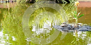 Baby turtle riding on mommy turtles back. Mother and child turtle. Baby turtle playing horseback riding with parent turtle