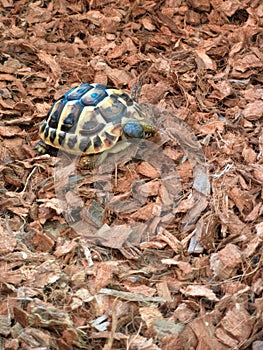 Baby turtle!