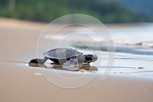 baby turtle scurrying across sandy beach, on its way to the ocean