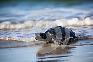 baby turtle scurrying away from danger, headed towards the safety of the ocean