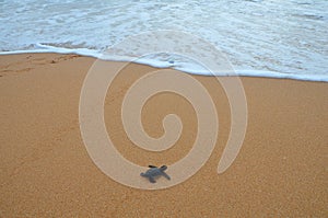Baby turtle creeps into the ocean photo