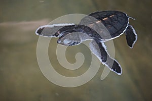 A baby turtle swimming on the sea surface.