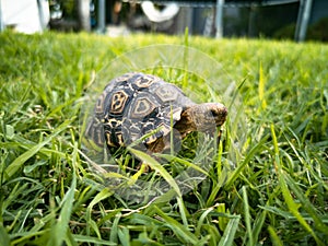 Baby turtle walking on grass closeup