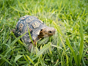 Baby turtle walking on grass closeup
