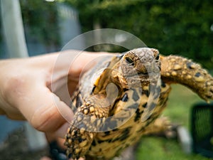 Baby turtle walking on grass closeup