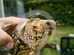 Baby turtle walking on grass closeup