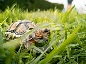 Baby turtle walking on grass closeup