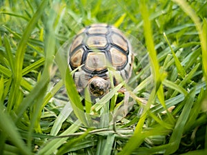 Baby turtle walking on grass closeup