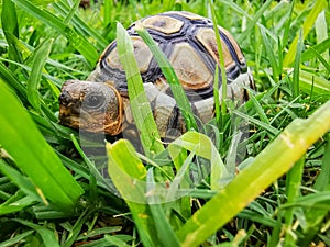 Baby turtle walking on grass closeup