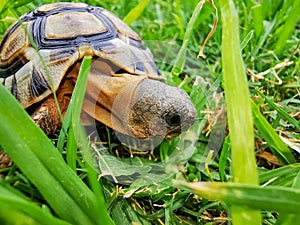 Baby turtle walking on grass closeup