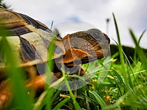 Baby turtle walking on grass closeup