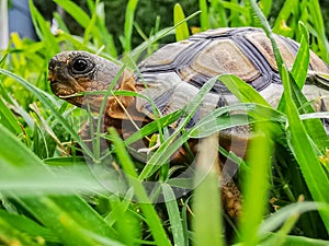 Baby turtle walking on grass closeup