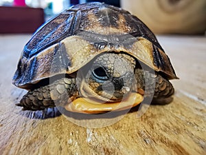 Baby turtle walking on wood closeup