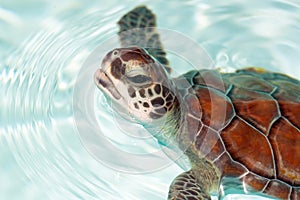 Baby turtle in the water