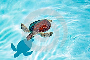 Un bambino tartaruga Acqua 